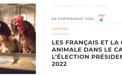 Sondage Ifop : que pensent les Français de l’engagement des candidats sur la condition animale ?